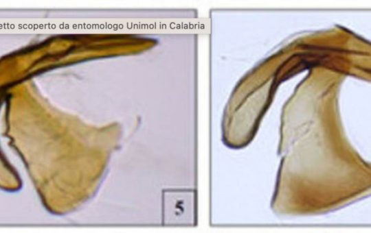 Nuova specie d’insetto (Ansa)