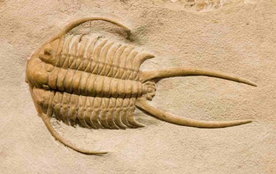 Trilobita